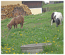 Steinbrunner - St. Martin im Lainsitztal